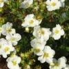 Potentilla Fruticosa Bella Bianca ('Hachbianca') (PBR) -Garden Supplies Sales 2024 pl2000037212