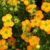 Potentilla Fruticosa Bella Sol ('Hachdon') (PBR) -Garden Supplies Sales 2024 pl2000037213