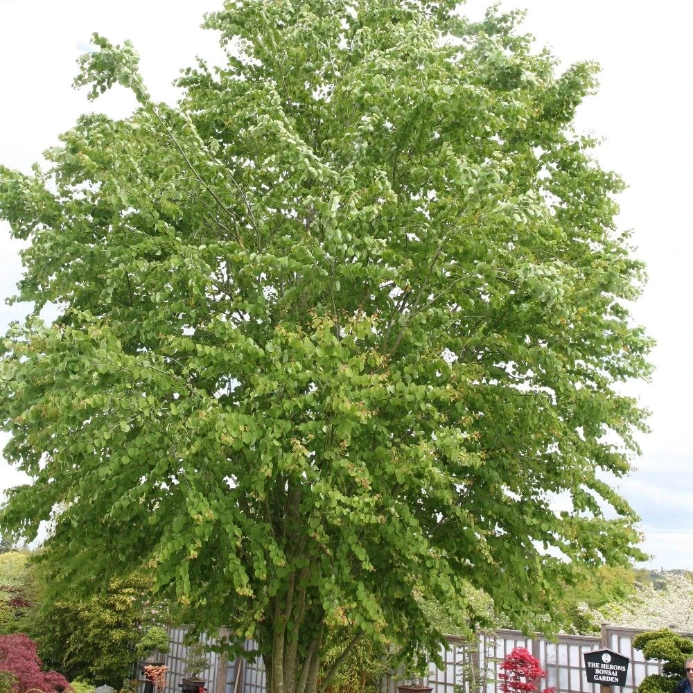 Cercidiphyllum Japonicum 4 Cercidiphyllum Japonicum - Image 2