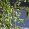 Corylus Avellana 'Contorta' -Garden Supplies Sales 2024 pl2000037242