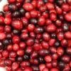 Cranberry 'Pilgrim' -Garden Supplies Sales 2024 pl2000037352