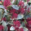 Skimmia Japonica 'Perosa' (PBR) (male)