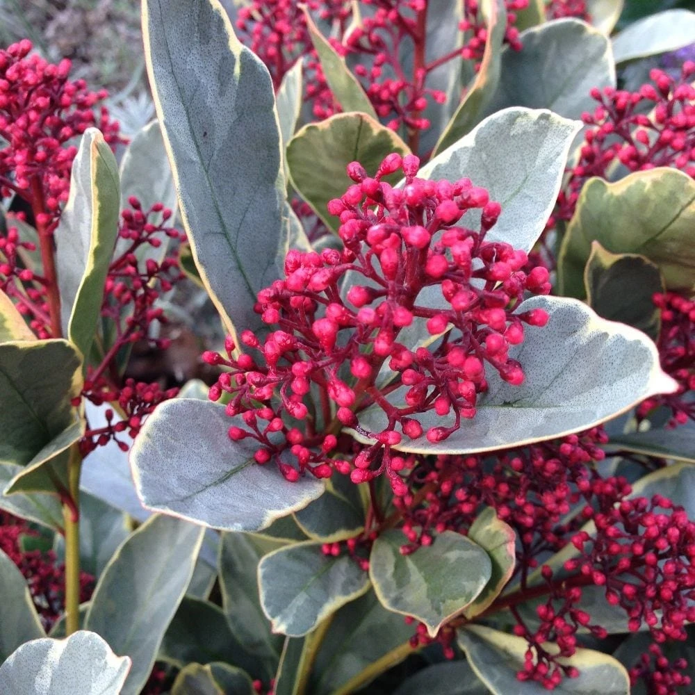 Skimmia Japonica 'Perosa' (PBR) (male) 4 Skimmia Japonica 'Perosa' (PBR) (male) - Image 2