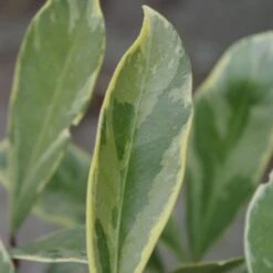 Skimmia Japonica 'Perosa' (PBR) (male) 7 Skimmia Japonica 'Perosa' (PBR) (male) -Garden Supplies Sales 2024 pl2000037358 card3 lg