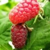 Loganberry 'Thornfree' -Garden Supplies Sales 2024 pl2000037362