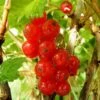 Redcurrant 'Rosetta' -Garden Supplies Sales 2024 pl2000037365