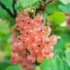 Pinkcurrant 'Gloire De Sablons' -Garden Supplies Sales 2024 pl2000037366