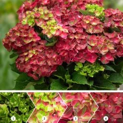 Hydrangea Macrophylla 'Ruby Tuesday' (PBR)