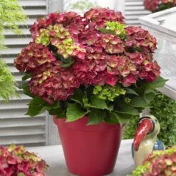 Hydrangea Macrophylla 'Ruby Tuesday' (PBR) -Garden Supplies Sales 2024 pl2000037396 card3 lg