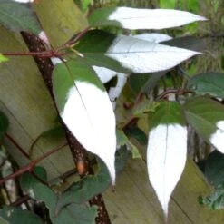 Actinidia Tetramera Var. Maloides -Garden Supplies Sales 2024 pl2000037430 card3 lg