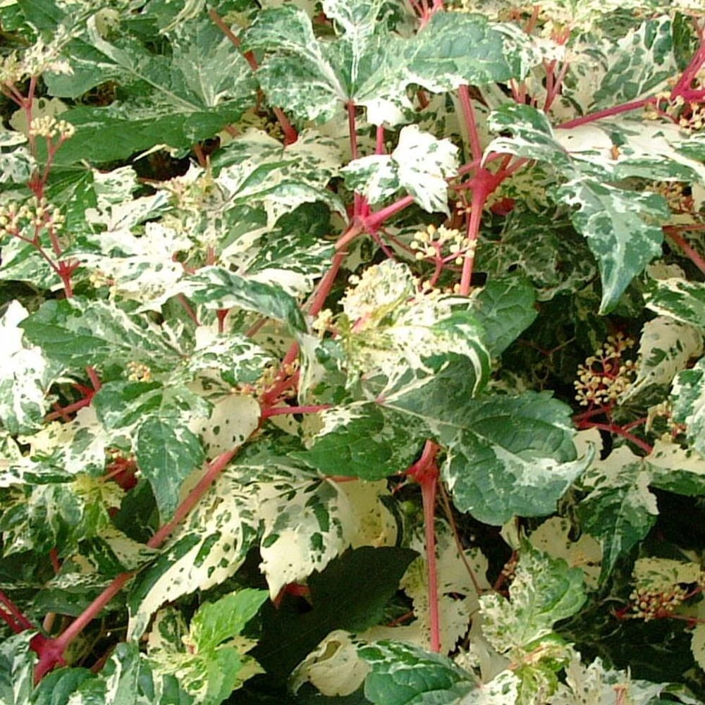 Ampelopsis Brevipedunculata 'Elegans' 4 Ampelopsis Brevipedunculata 'Elegans' - Image 2