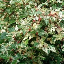 Ampelopsis Brevipedunculata 'Elegans' 7 Ampelopsis Brevipedunculata 'Elegans' -Garden Supplies Sales 2024 pl2000037432 card3 lg