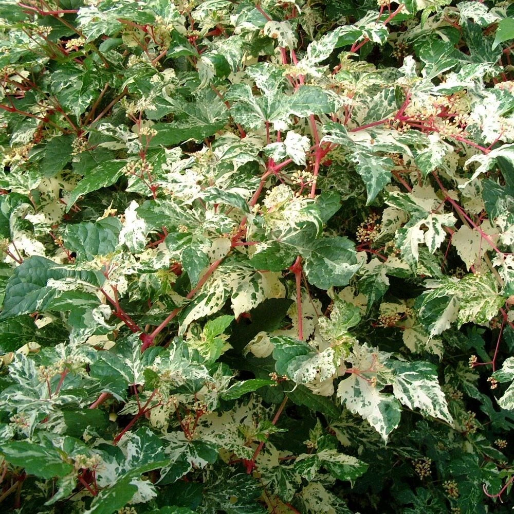 Ampelopsis Brevipedunculata 'Elegans' 5 Ampelopsis Brevipedunculata 'Elegans' - Image 3