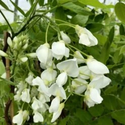 Wisteria Brachybotrys F. Albiflora 'Shiro-kapitan' -Garden Supplies Sales 2024 pl2000037435 card3 lg