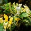 Lonicera Japonica 'Horwood Gem' -Garden Supplies Sales 2024 pl2000037444