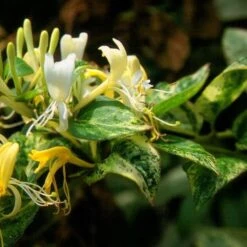 Lonicera Japonica 'Horwood Gem' -Garden Supplies Sales 2024 pl2000037444 card2 lg