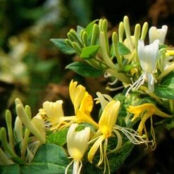 Lonicera Japonica 'Horwood Gem' -Garden Supplies Sales 2024 pl2000037444 card3 lg