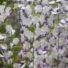 Wisteria Floribunda F. Multijuga -Garden Supplies Sales 2024 pl2000037592