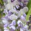 Wisteria × Formosa 'Caroline' 1 Wisteria × Formosa 'Caroline' -Garden Supplies Sales 2024 pl2000037593
