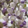 Wisteria Floribunda 'Harlequin' -Garden Supplies Sales 2024 pl2000037594