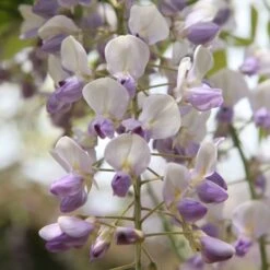 Wisteria Floribunda 'Harlequin' -Garden Supplies Sales 2024 pl2000037594 card3 lg