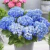 Hydrangea Macrophylla 'Little Blue' -Garden Supplies Sales 2024 pl2000037670