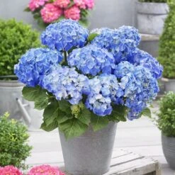 Hydrangea Macrophylla 'Little Blue' -Garden Supplies Sales 2024 pl2000037670 card3 lg