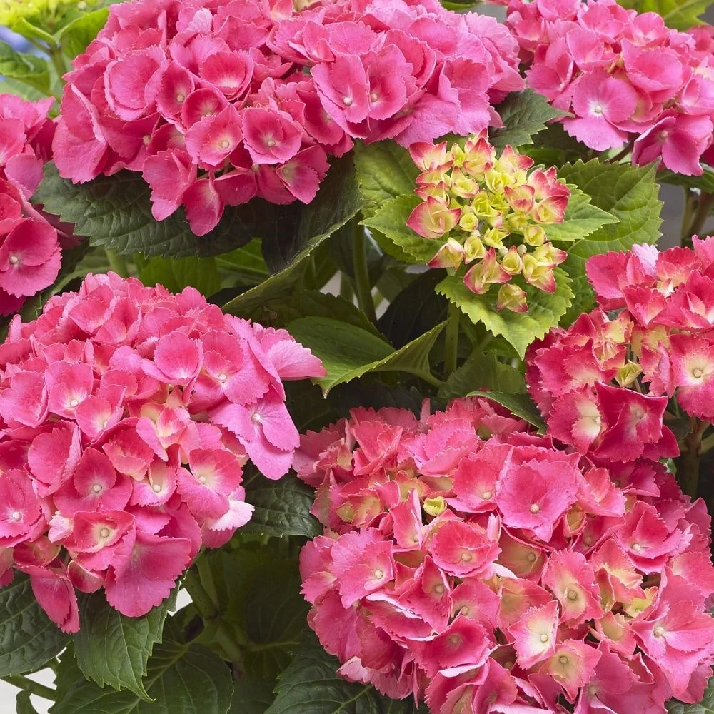 Hydrangea Macrophylla 'Little Pink' 4 Hydrangea Macrophylla 'Little Pink' - Image 2