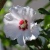 Hibiscus Syriacus 'Red Heart' 1 Hibiscus Syriacus 'Red Heart' -Garden Supplies Sales 2024 pl2000037693