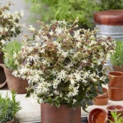 Loropetalum Ruby Snow ('Iwai') (PBR) -Garden Supplies Sales 2024 pl2000037743 card2 lg