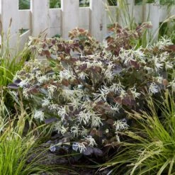 Loropetalum Ruby Snow ('Iwai') (PBR) -Garden Supplies Sales 2024 pl2000037743 card3 lg