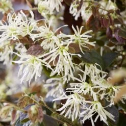 Loropetalum Ruby Snow ('Iwai') (PBR) -Garden Supplies Sales 2024 pl2000037743 card4 lg