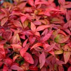 Nandina Domestica Blush Pink ('Aka') (PBR) -Garden Supplies Sales 2024 pl2000037744 card3 lg