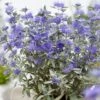 Caryopteris × Clandonensis Sterling Silver ('Lissilv') (PBR) 1 Caryopteris × Clandonensis Sterling Silver ('Lissilv') (PBR) -Garden Supplies Sales 2024 pl2000037829
