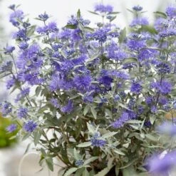 Caryopteris × Clandonensis Sterling Silver ('Lissilv') (PBR)