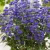 Caryopteris × Clandonensis Grand Bleu ('Inoveris') (PBR) -Garden Supplies Sales 2024 pl2000037907