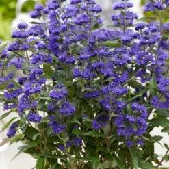 Caryopteris × Clandonensis Grand Bleu ('Inoveris') (PBR)