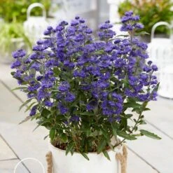 Caryopteris × Clandonensis Grand Bleu ('Inoveris') (PBR) -Garden Supplies Sales 2024 pl2000037907 card3 lg