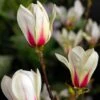 Magnolia 'Sunrise' 2 Magnolia 'Sunrise' -Garden Supplies Sales 2024 pl2000038535