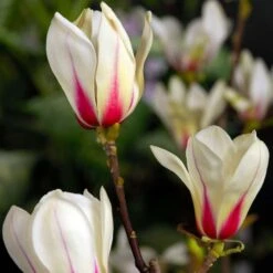 Magnolia 'Sunrise'