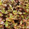 Coprosma Repens 'Tequila Sunrise' -Garden Supplies Sales 2024 pl2000038935