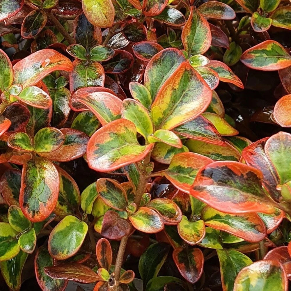 Coprosma Repens 'Tequila Sunrise' 4 Coprosma Repens 'Tequila Sunrise' - Image 2