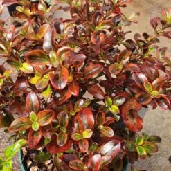 Coprosma Repens 'Tequila Sunrise' 7 Coprosma Repens 'Tequila Sunrise' -Garden Supplies Sales 2024 pl2000038935 card3 lg