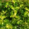 Pittosporum Tenuifolium 'Gold Star' -Garden Supplies Sales 2024 pl2000039125