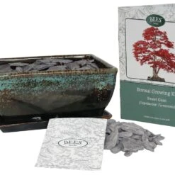 Bonsai Sweet Gum - Seed Growing Kit -Garden Supplies Sales 2024 pl2000039319 card3 lg