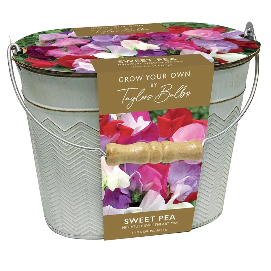 Sweet Peas In A Gift Bucket 3 Sweet Peas In A Gift Bucket