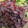 Corylus Avellana 'Red Majestic' 1 Corylus Avellana 'Red Majestic' -Garden Supplies Sales 2024 pl2000040221