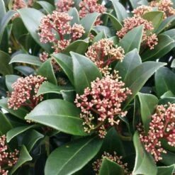 Skimmia Japonica Pink Dwarf ('Moerings 47') (PBR) (male)
