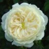Rosa Macmillan Nurse ('Beamac') -Garden Supplies Sales 2024 pl2000040313