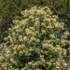 Lonicera 'Cream Cascade' -Garden Supplies Sales 2024 pl2000040461 card2 lg